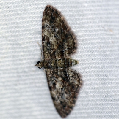 Chloroclystis (genus) (A geometer moth) at Cotter River, ACT - 7 Feb 2019 by ibaird