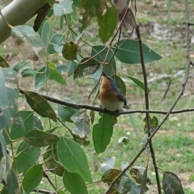Myiagra rubecula (Leaden Flycatcher) at Red Hill Nature Reserve - 19 Feb 2020 by JackyF