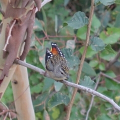 Pardalotus punctatus (Spotted Pardalote) at GG42 - 19 Feb 2020 by JackyF