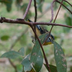 Pardalotus punctatus at Deakin, ACT - 19 Feb 2020