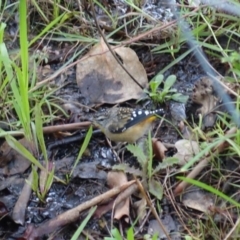 Pardalotus punctatus at Deakin, ACT - 19 Feb 2020