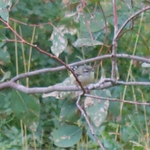 Pardalotus punctatus at Deakin, ACT - 19 Feb 2020