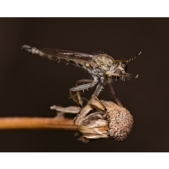 Cerdistus sp. (genus) (Slender Robber Fly) at Cavan, NSW - 17 Feb 2020 by kdm