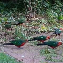 Alisterus scapularis (Australian King-Parrot) at Hughes, ACT - 17 Feb 2020 by JackyF