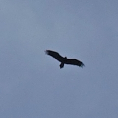 Aquila audax (Wedge-tailed Eagle) at Deakin, ACT - 19 Feb 2020 by JackyF