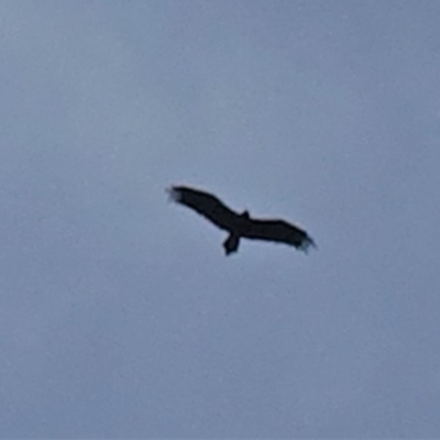 Aquila audax (Wedge-tailed Eagle) at Red Hill Nature Reserve - 19 Feb 2020 by JackyF