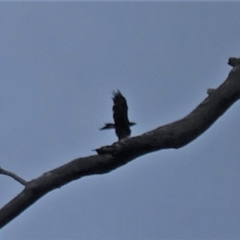 Aquila audax at Deakin, ACT - 19 Feb 2020 06:01 PM