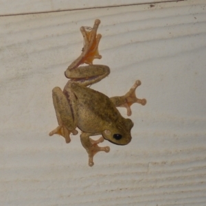 Litoria peronii at Basin View, NSW - 17 Feb 2020