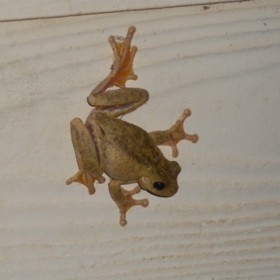 Litoria peronii (Peron's Tree Frog, Emerald Spotted Tree Frog) at Basin View, NSW - 17 Feb 2020 by Trishwildfire