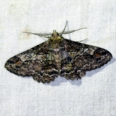 Cleora displicata (A Cleora Bark Moth) at Tidbinbilla Nature Reserve - 11 Nov 2018 by ibaird
