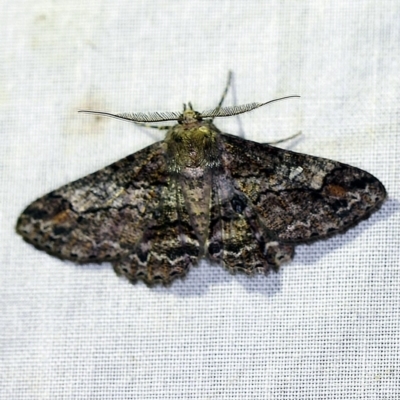 Cleora displicata (A Cleora Bark Moth (Boarmiini) at Paddys River, ACT - 11 Nov 2018 by ibaird