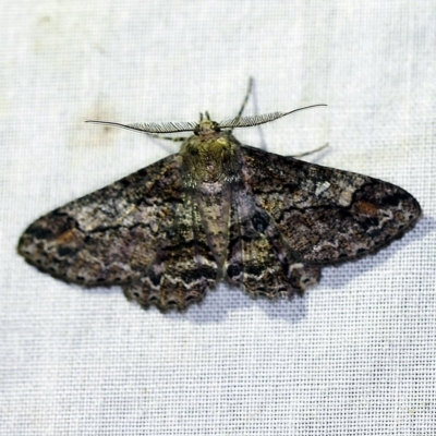 Cleora displicata (A Cleora Bark Moth) at Paddys River, ACT - 11 Nov 2018 by ibaird