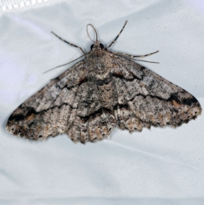 Cleora displicata (A Cleora Bark Moth) at Tidbinbilla Nature Reserve - 11 Nov 2018 by ibaird