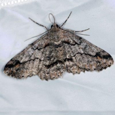 Cleora displicata (A Cleora Bark Moth (Boarmiini) at Paddys River, ACT - 11 Nov 2018 by ibaird