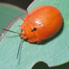Paropsis augusta (A eucalypt leaf beetle) at Charlotte Pass - Kosciuszko NP - 17 Feb 2020 by Harrisi