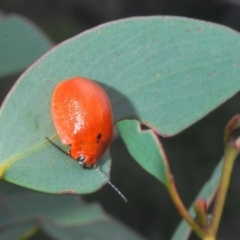 Paropsis augusta at Kosciuszko National Park, NSW - 17 Feb 2020