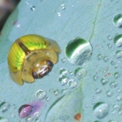 Paropsisterna hectica (A leaf beetle) at Kosciuszko National Park, NSW - 17 Feb 2020 by Harrisi