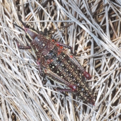 Monistria concinna (Southern Pyrgomorph) at Kosciuszko National Park, NSW - 17 Feb 2020 by Harrisi