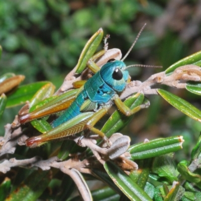 Kosciuscola tristis (Chameleon Grasshopper) at Kosciuszko National Park, NSW - 17 Feb 2020 by Harrisi