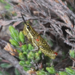 Yeelana pavonina (Colourful Yeelana) at Kosciuszko National Park - 17 Feb 2020 by Harrisi