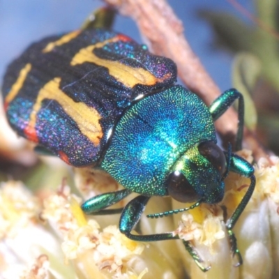 Castiarina flavoviridis (A jewel beetle) at Smiggin Holes, NSW - 17 Feb 2020 by Harrisi
