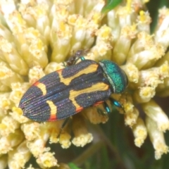 Castiarina flavoviridis at Smiggin Holes, NSW - 17 Feb 2020