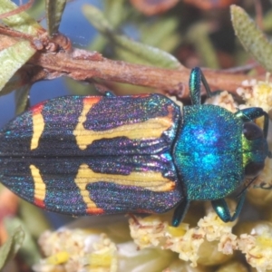 Castiarina flavoviridis at Smiggin Holes, NSW - 17 Feb 2020