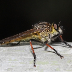 Zosteria rosevillensis at Acton, ACT - 18 Feb 2020