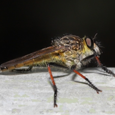 Zosteria rosevillensis (A robber fly) at ANBG - 18 Feb 2020 by TimL