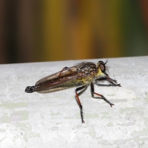 Zosteria rosevillensis at Acton, ACT - 18 Feb 2020 12:17 PM