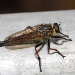 Zosteria rosevillensis at Acton, ACT - 18 Feb 2020 12:17 PM