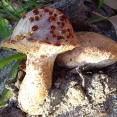 Agarics at Bermagui, NSW - 20 Feb 2020 by narelle