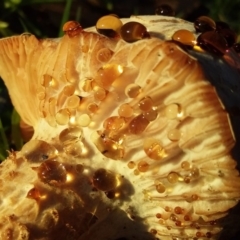 Agarics at Bermagui, NSW - 20 Feb 2020 07:19 AM