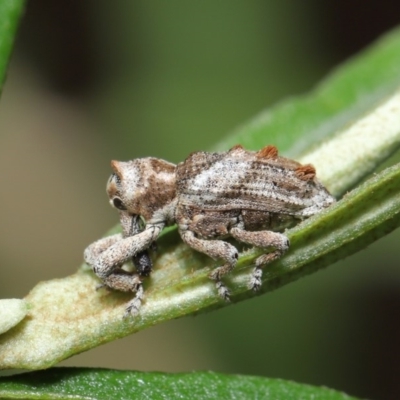 Orthorhinus klugii (Vine weevil) at Acton, ACT - 18 Feb 2020 by TimL