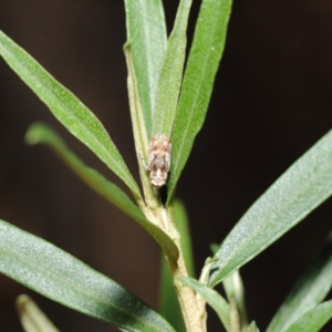 Orthorhinus klugii at Acton, ACT - 18 Feb 2020