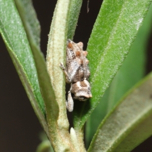 Orthorhinus klugii at Acton, ACT - 18 Feb 2020 11:13 AM