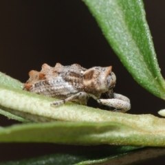 Orthorhinus klugii at Acton, ACT - 18 Feb 2020 11:13 AM