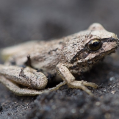 Litoria verreauxii verreauxii (Whistling Tree-frog) at Cotter River, ACT - 19 Feb 2020 by Jek