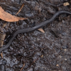 Drysdalia coronoides (White-lipped Snake) at Namadgi National Park - 19 Feb 2020 by Jek