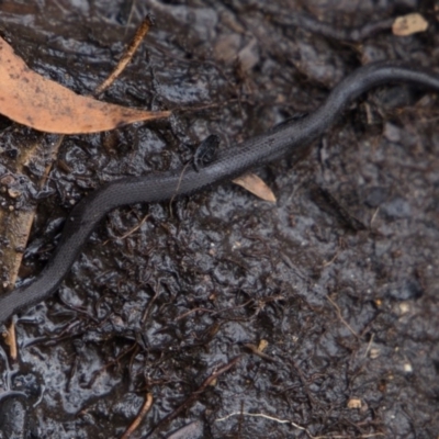 Drysdalia coronoides (White-lipped Snake) at Cotter River, ACT - 19 Feb 2020 by Jek