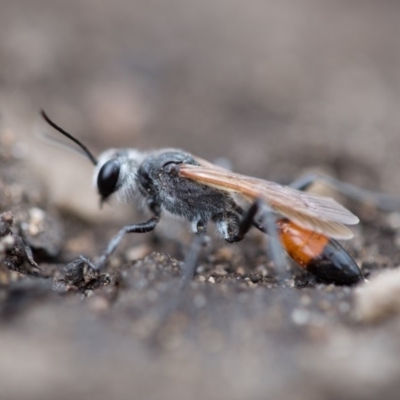 Podalonia tydei (Caterpillar-hunter wasp) at Namadgi National Park - 19 Feb 2020 by Jek