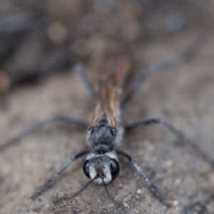 Podalonia tydei at Cotter River, ACT - 19 Feb 2020