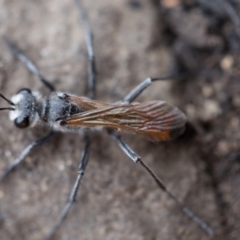 Podalonia tydei at Cotter River, ACT - 19 Feb 2020