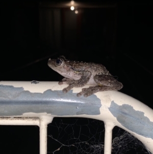 Litoria peronii at Eden, NSW - 28 Dec 2019 10:15 PM