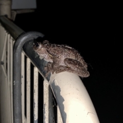 Litoria peronii at Eden, NSW - 28 Dec 2019