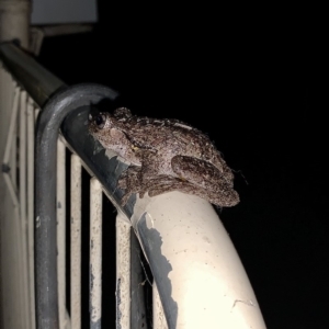 Litoria peronii at Eden, NSW - 28 Dec 2019 10:15 PM