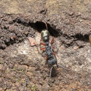 Myrmecia fulvipes at Acton, ACT - 18 Feb 2020