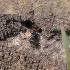 Myrmecia fulvipes at Acton, ACT - 18 Feb 2020