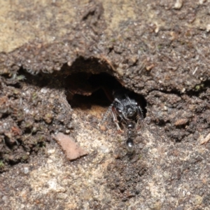 Myrmecia fulvipes at Acton, ACT - 18 Feb 2020