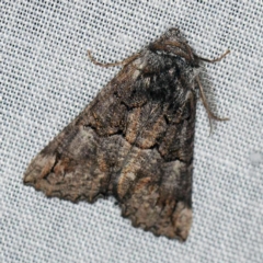 Nisista notodontaria (Annulus Crest-moth) at Tidbinbilla Nature Reserve - 18 May 2018 by ibaird